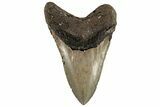 5.01" Fossil Megalodon Tooth - North Carolina - #199712-2